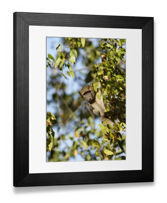 Framed Print : Chacma Baboon (Papio ursinus) Framed Print : Chacma Baboon (Papio ursinus)