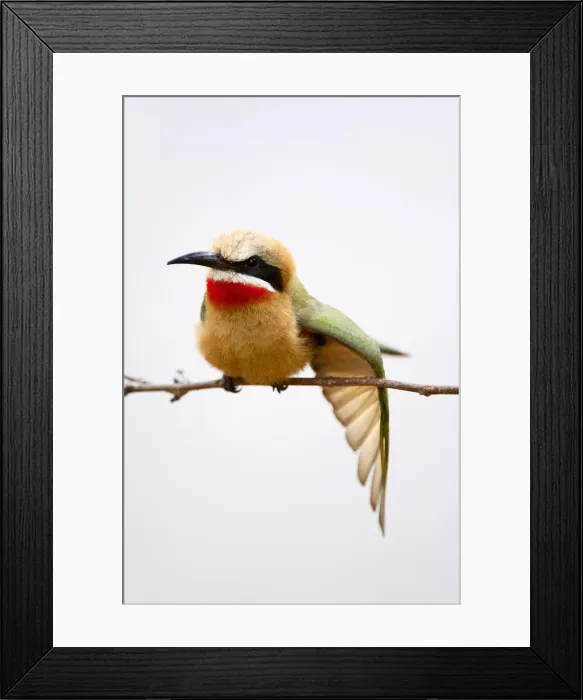 Framed Print : White-fronted Bee-eater (Merops bullockoides) Framed Print : White-fronted Bee-eater (Merops bullockoides)