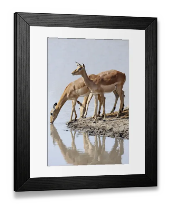 Framed Print : Impala (Aepyceros melampus) Framed Print : Impala (Aepyceros melampus)