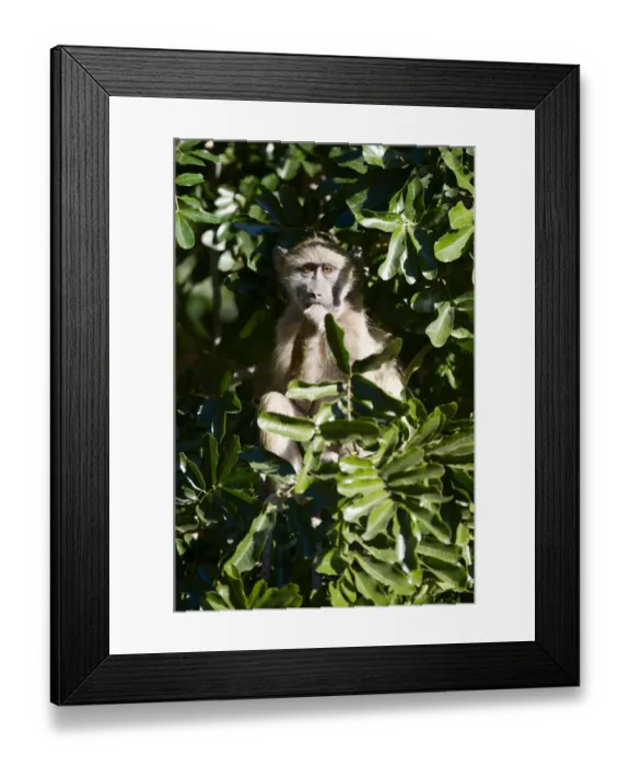 Framed Print : Chacma Baboon (Papio ursinus) Framed Print : Chacma Baboon (Papio ursinus)