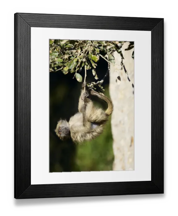 Framed Print : Chacma Baboon (Papio ursinus) Framed Print : Chacma Baboon (Papio ursinus)