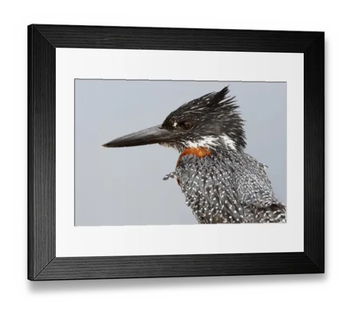 Framed Print : Giant Kingfisher (Megaceryle maxim) Framed Print : Giant Kingfisher (Megaceryle maxim)