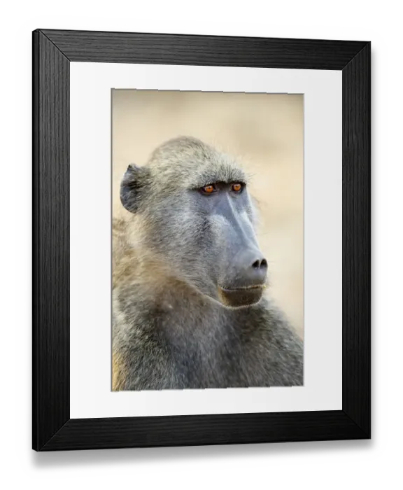 Framed Print : Chacma Baboon (Papio ursinus) Framed Print : Chacma Baboon (Papio ursinus)