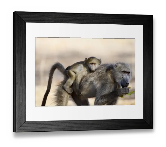 Framed Print : Chacma Baboons (Papio ursinus) Framed Print : Chacma Baboons (Papio ursinus)