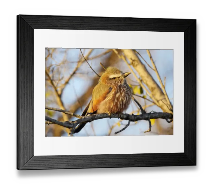 Framed Print : Rufous-crowned Roller (Coracias naevia) Framed Print : Rufous-crowned Roller (Coracias naevia)