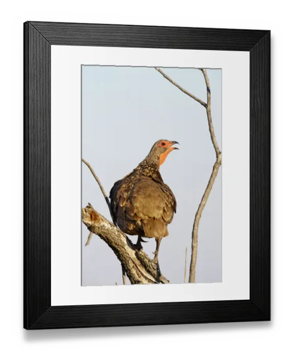 Framed Print : Swainsons Spurfowl (Francolinus swainsonii) Framed Print : Swainsons Spurfowl (Francolinus swainsonii)
