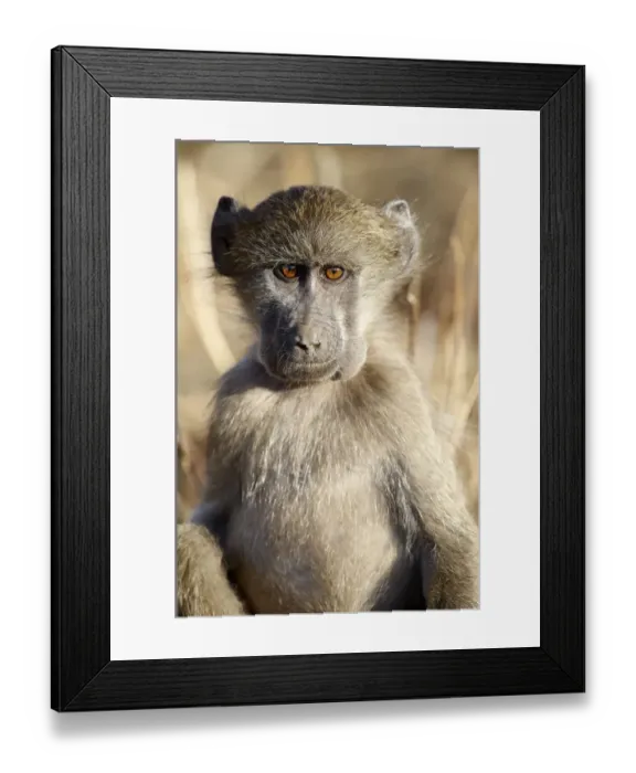 Framed Print : Chacma Baboon (Papio ursinus) Framed Print : Chacma Baboon (Papio ursinus)