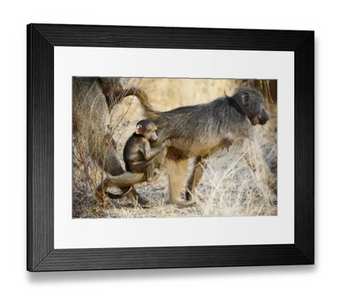 Framed Print : Chacma Baboon (Papio ursinus) Framed Print : Chacma Baboon (Papio ursinus)