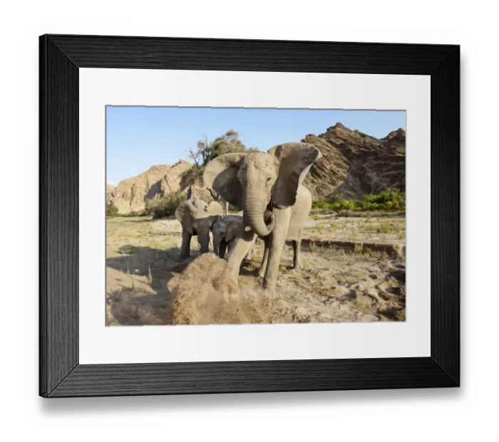 Framed Print : African Elephant (Loxodonta africana) Framed Print : African Elephant (Loxodonta africana)