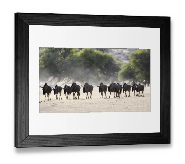 Framed Print : Blue Wildebeest (Connochaetes taurinus)