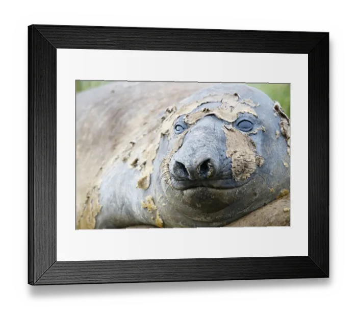 Framed Print : Southern Elephant Seal (Mirounga leonina) Framed Print : Southern Elephant Seal (Mirounga leonina)