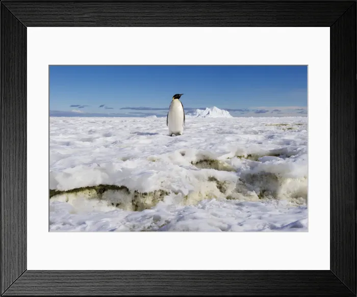 Framed Print : Emperor Penguin (Aptenodytes forsteri) Framed Print : Emperor Penguin (Aptenodytes forsteri)