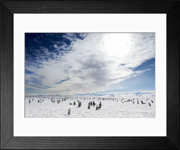 Framed Print : Emperor Penguins (Aptenodytes forsteri) Framed Print : Emperor Penguins (Aptenodytes forsteri)