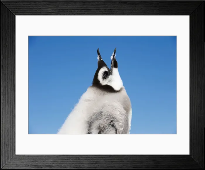 Framed Print : Emperor Penguin (Aptenodytes forsteri) Framed Print : Emperor Penguin (Aptenodytes forsteri)