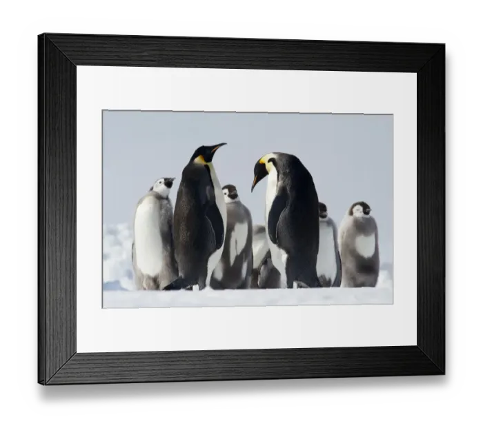Framed Print : Emperor Penguin (Aptenodytes forsteri) Framed Print : Emperor Penguin (Aptenodytes forsteri)