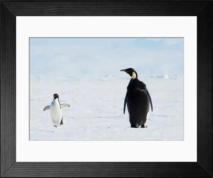 Framed Print : Emperor and AdA lie Penguins, Antarctica Framed Print : Emperor and AdA lie Penguins, Antarctica