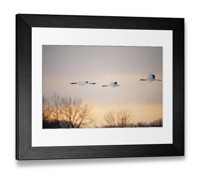 Framed Print : Red-crowned Crane (Grus japonensis)