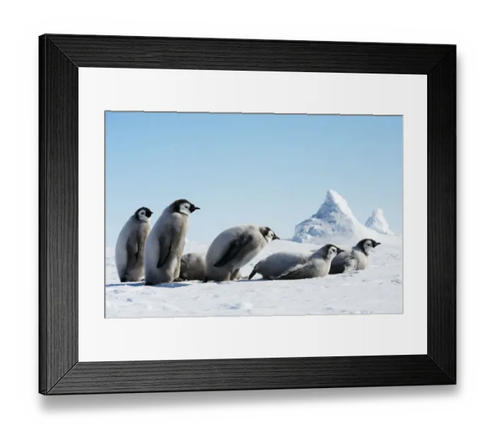 Framed Print : Emperor Penguins (Aptenodytes forsteri) Framed Print : Emperor Penguins (Aptenodytes forsteri)