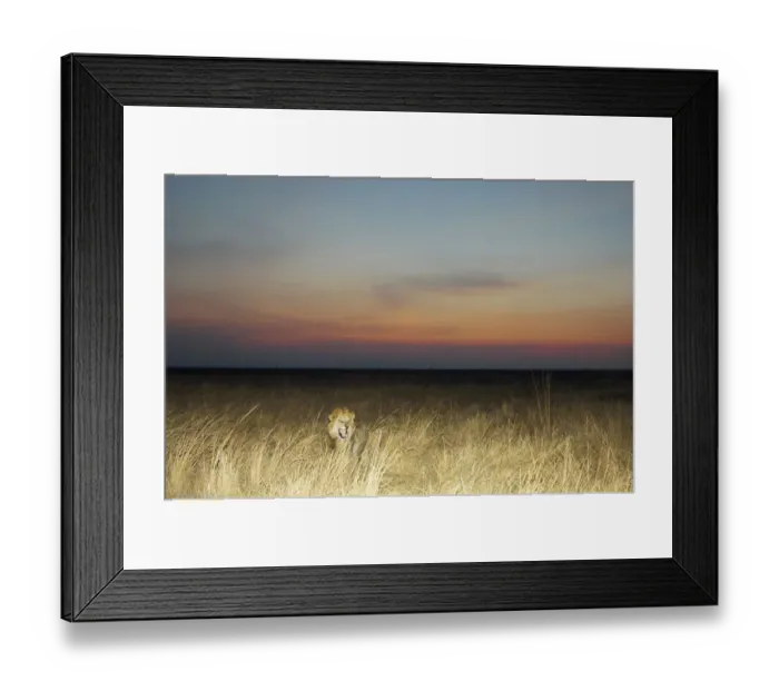 Framed Print : A male Lion (Panthera leo) Framed Print : A male Lion (Panthera leo)