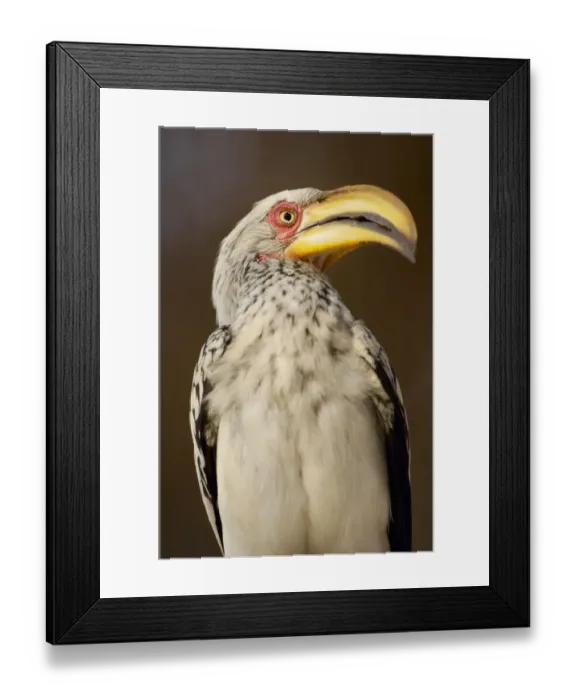 Framed Print : curiosity, attentive, individuality, contemplative Framed Print : curiosity, attentive, individuality, contemplative