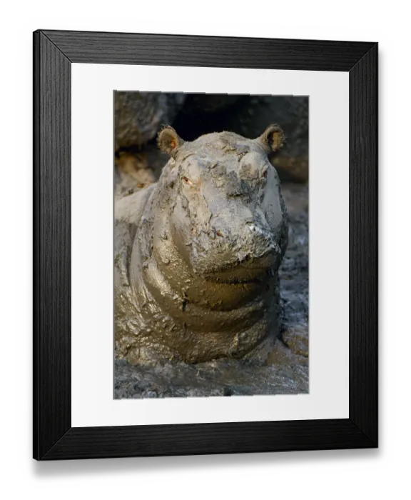 Framed Print : Hippopotamus (Hippopotamus amphibius) Framed Print : Hippopotamus (Hippopotamus amphibius)