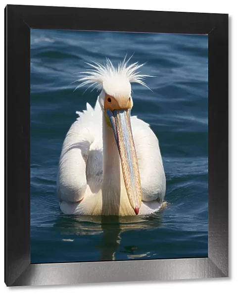 Great White Pelican (Pelecanus onocrotalus)