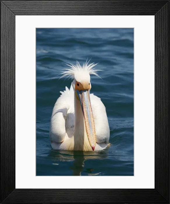 Framed Print : Great White Pelican (Pelecanus onocrotalus) Framed Print : Great White Pelican (Pelecanus onocrotalus)