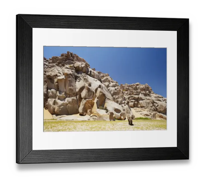 Framed Print : Africam Elephant (Loxodonta africana) Framed Print : Africam Elephant (Loxodonta africana)