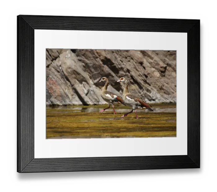 Framed Print : Egyptian Goose (Alopochen aegyptiacus) Framed Print : Egyptian Goose (Alopochen aegyptiacus)