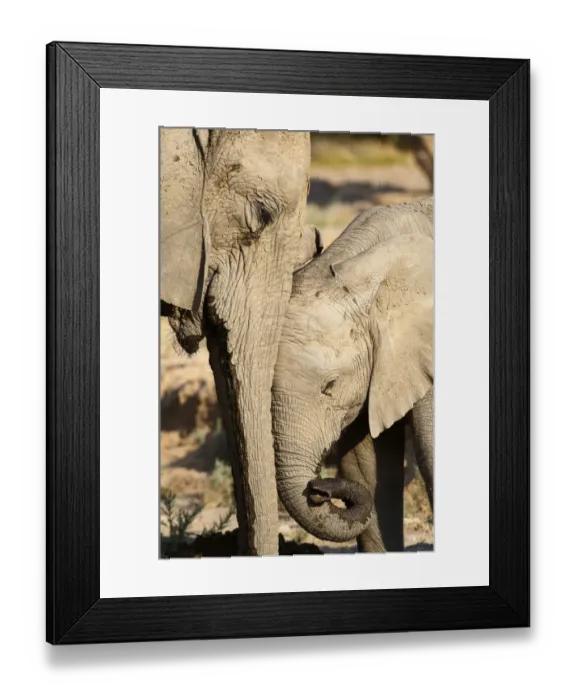 Framed Print : African elephant (Loxodonta africana) Framed Print : African elephant (Loxodonta africana)