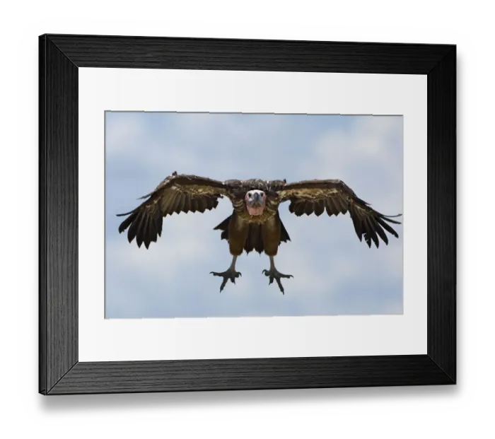 Framed Print : Lappet-faced Vulture (Torgos tracheliotos), Kenya