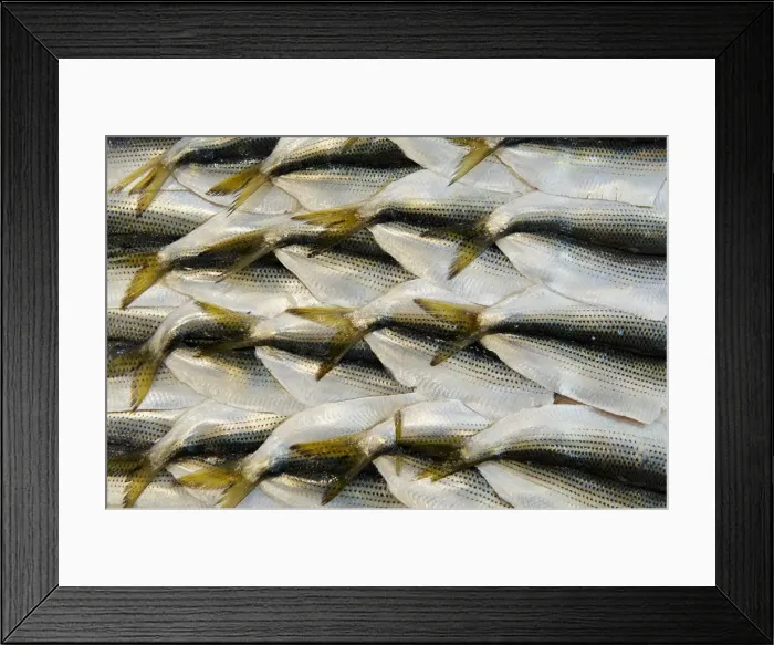 Framed Print : sea life, seafood, market, freshness, healthy eating Framed Print : sea life, seafood, market, freshness, healthy eating