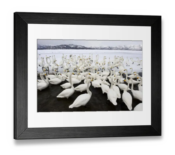 Framed Print : Whooper Swans (Cygnus cygnus), Lake Kussharo Framed Print : Whooper Swans (Cygnus cygnus), Lake Kussharo