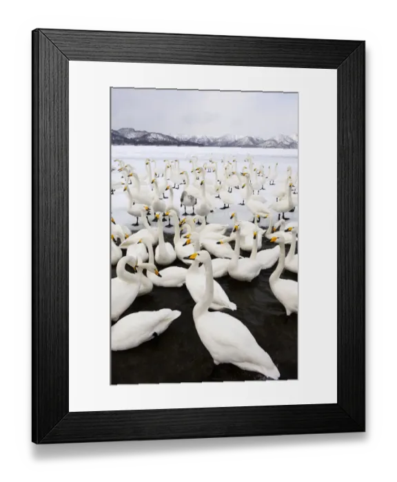 Framed Print : Whooper Swans (Cygnus cygnus), Lake Kussharo Framed Print : Whooper Swans (Cygnus cygnus), Lake Kussharo