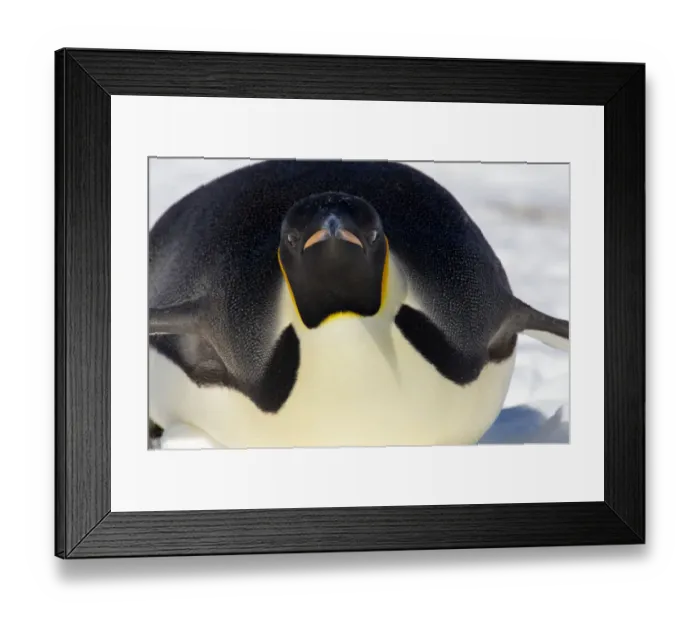 Framed Print : Emperor Penguin (Aptenodytes forsteri) Framed Print : Emperor Penguin (Aptenodytes forsteri)
