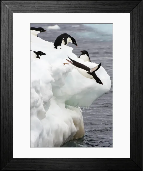 Framed Print : AdA lie Penguin (Pygoscelis adeliae) Framed Print : AdA lie Penguin (Pygoscelis adeliae)