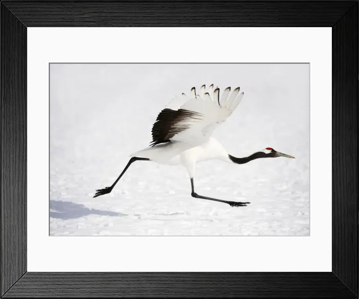 Framed Print : Red-crowned Crane (Grus japonensis) Framed Print : Red-crowned Crane (Grus japonensis)