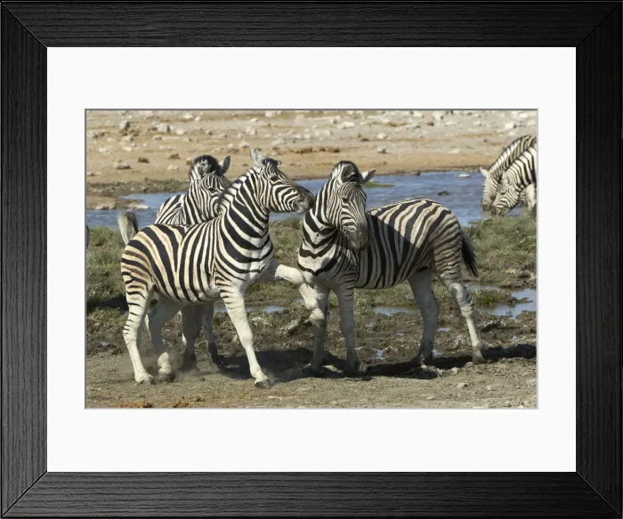 Framed Print : Plains Zebra, Etosha National Park, Namibia