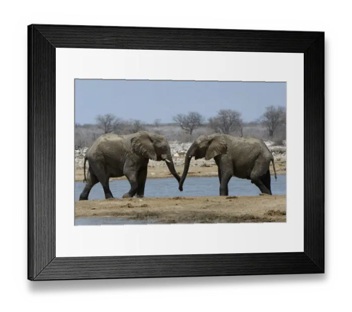 Framed Print : African elephants, Etosha National Park, Namibia Framed Print : African elephants, Etosha National Park, Namibia