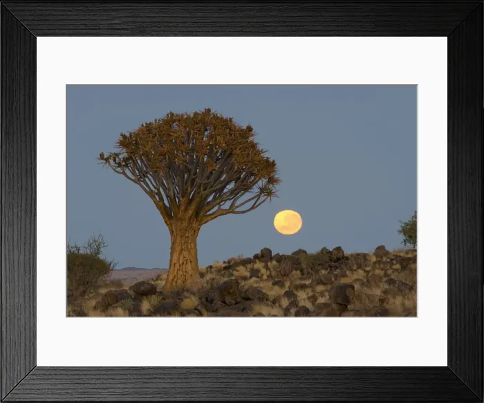 Framed Print : Quiver tree, Keetmanshoop, Namibia Framed Print : Quiver tree, Keetmanshoop, Namibia