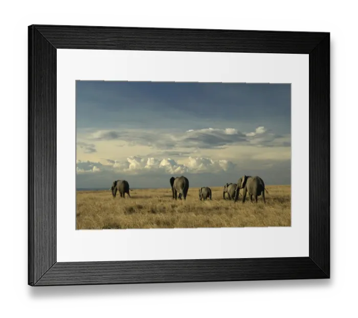 Framed Print : African elephants, Masai Mara Game Reserve, Kenya Framed Print : African elephants, Masai Mara Game Reserve, Kenya