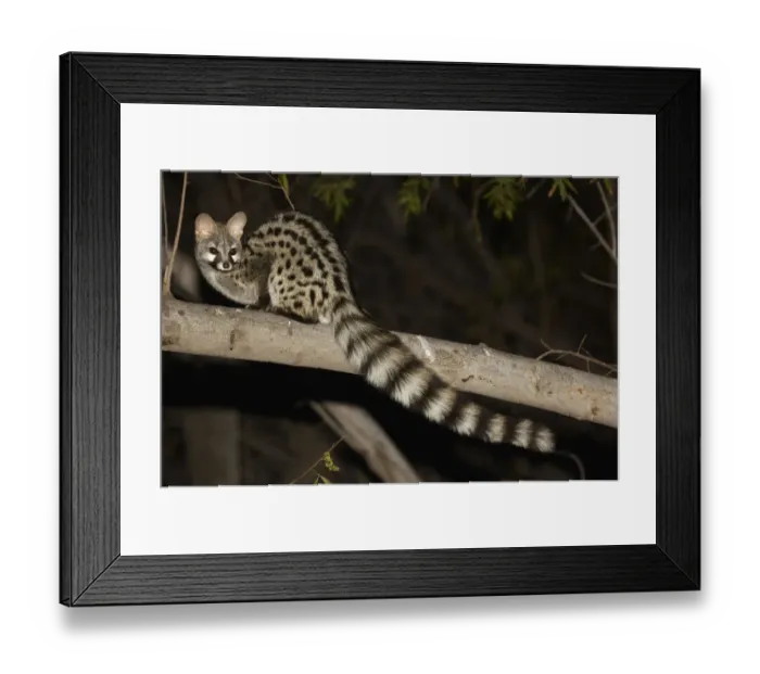 Framed Print : Small-spotted Genet, Richtersveld, South Africa Framed Print : Small-spotted Genet, Richtersveld, South Africa