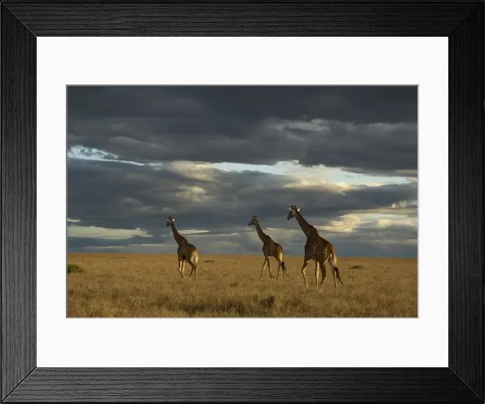 Framed Print : Masai giraffe, Masai Mara Game Reserve, Kenya Framed Print : Masai giraffe, Masai Mara Game Reserve, Kenya
