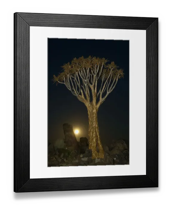 Framed Print : Quiver tree, Keetmanshoop, Namibia Framed Print : Quiver tree, Keetmanshoop, Namibia