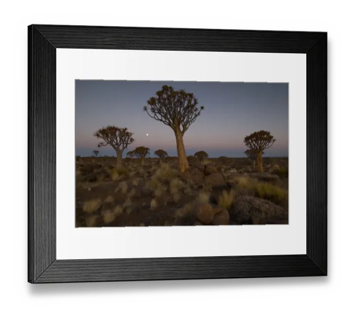 Framed Print : Quiver trees, Keetmanshoop, Namibia Framed Print : Quiver trees, Keetmanshoop, Namibia