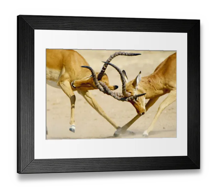 Framed Print : Impala Rams, Ruaha National Park, Tanzania Framed Print : Impala Rams, Ruaha National Park, Tanzania