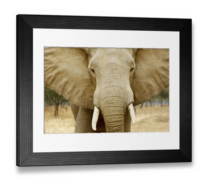 Framed Print : African Elephant, Mana Pools NP, Zimbabwe Framed Print : African Elephant, Mana Pools NP, Zimbabwe
