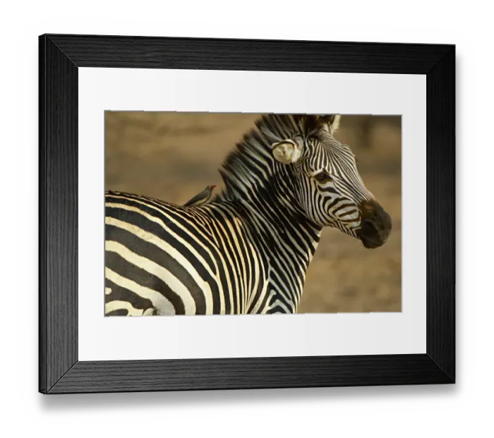 Framed Print : Plains Zebra, South Luangwa National Park, Zambia Framed Print : Plains Zebra, South Luangwa National Park, Zambia