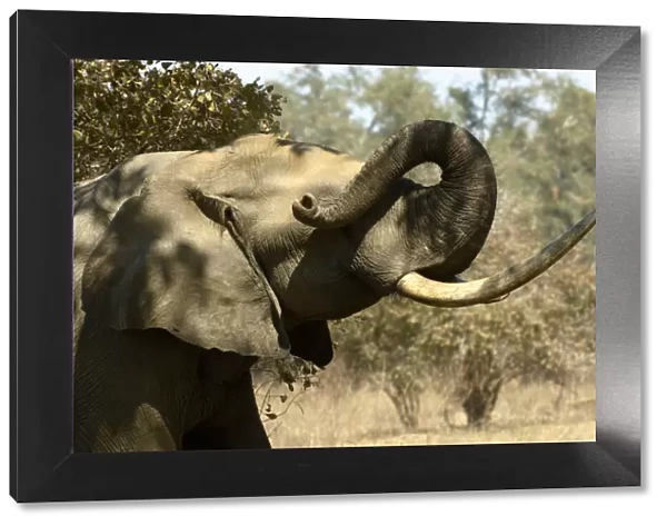 African Elephant, Mana Pools NP, Zimbabwe