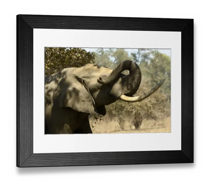 Framed Print : African Elephant, Mana Pools NP, Zimbabwe Framed Print : African Elephant, Mana Pools NP, Zimbabwe